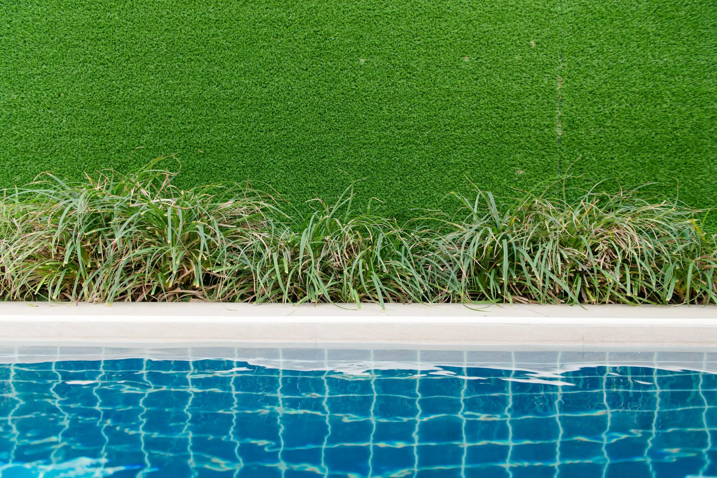 Turf and ornamental grass running right up to a pool edge