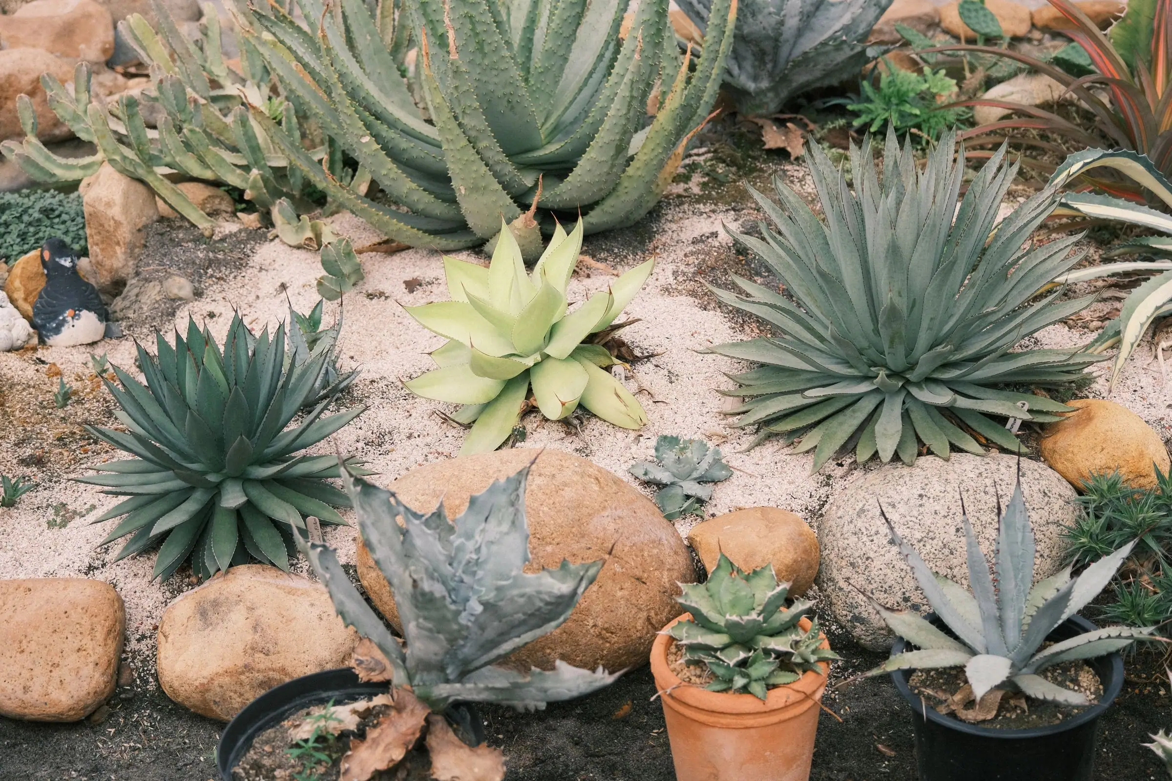 Desert garden bed of agave and succulents among rocks