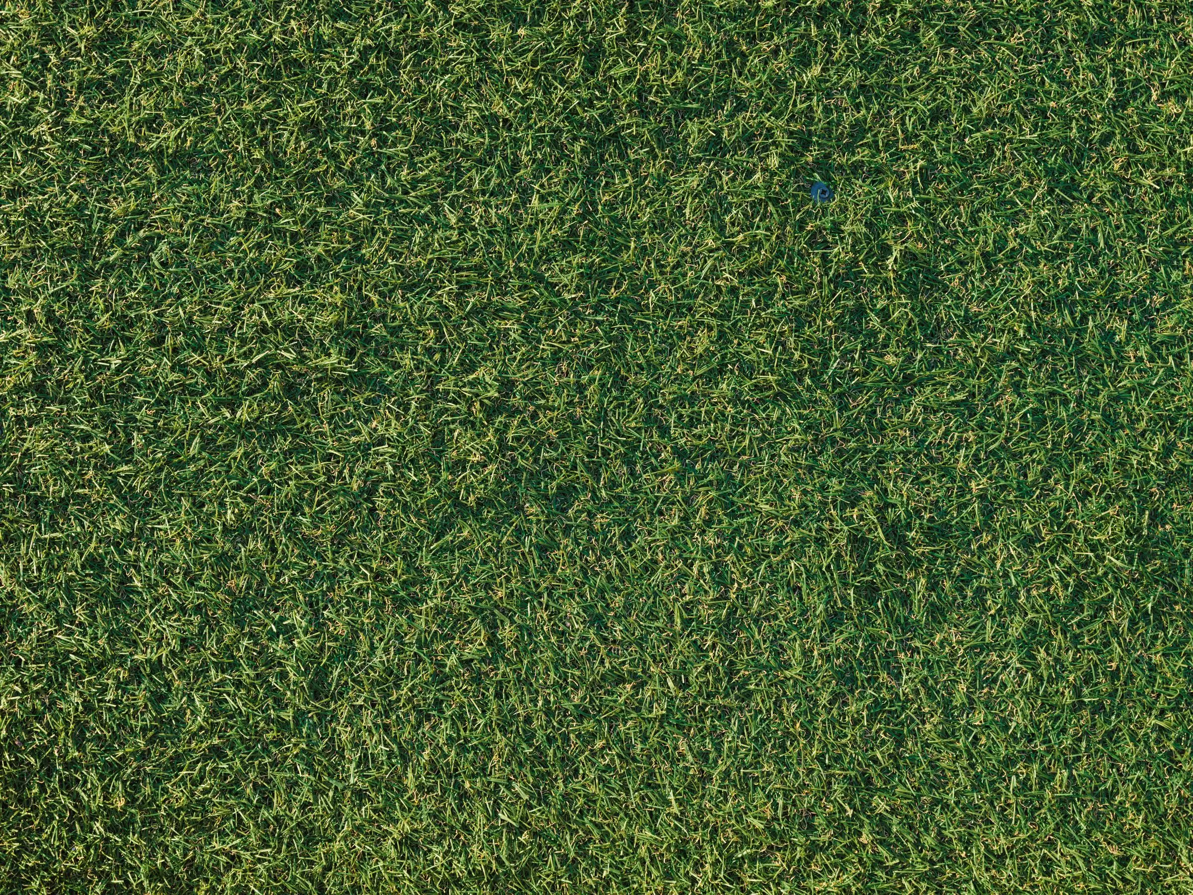 Close view of thick green grass blades